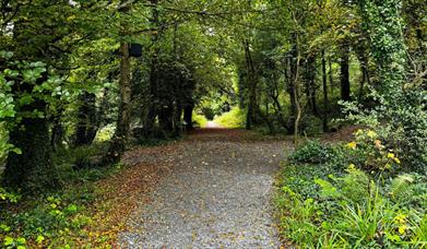 Ballyseedy Woods