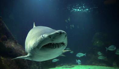 Shark at Dingle Oceanworld Aquarium
