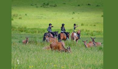 Killarney riding stables