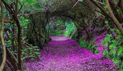 Reenagross Woodland Park Kenmare
