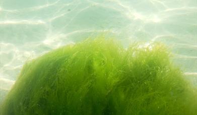 atlantic irish seaweed