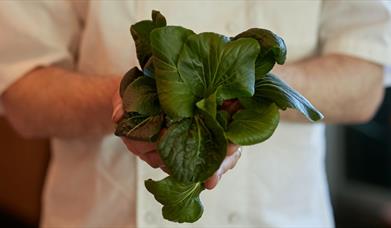 chef holds leaves from killarney urban farm