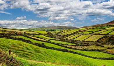 kerry green fields